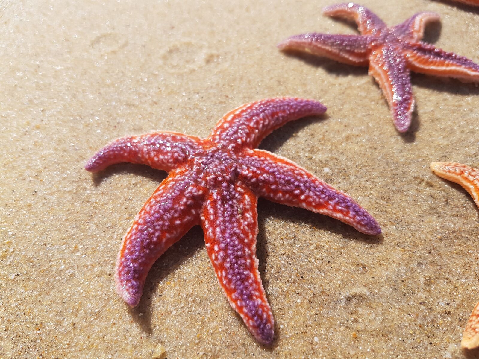 Samsung Galaxy S7 sample photo. Sea star, star, sea photography