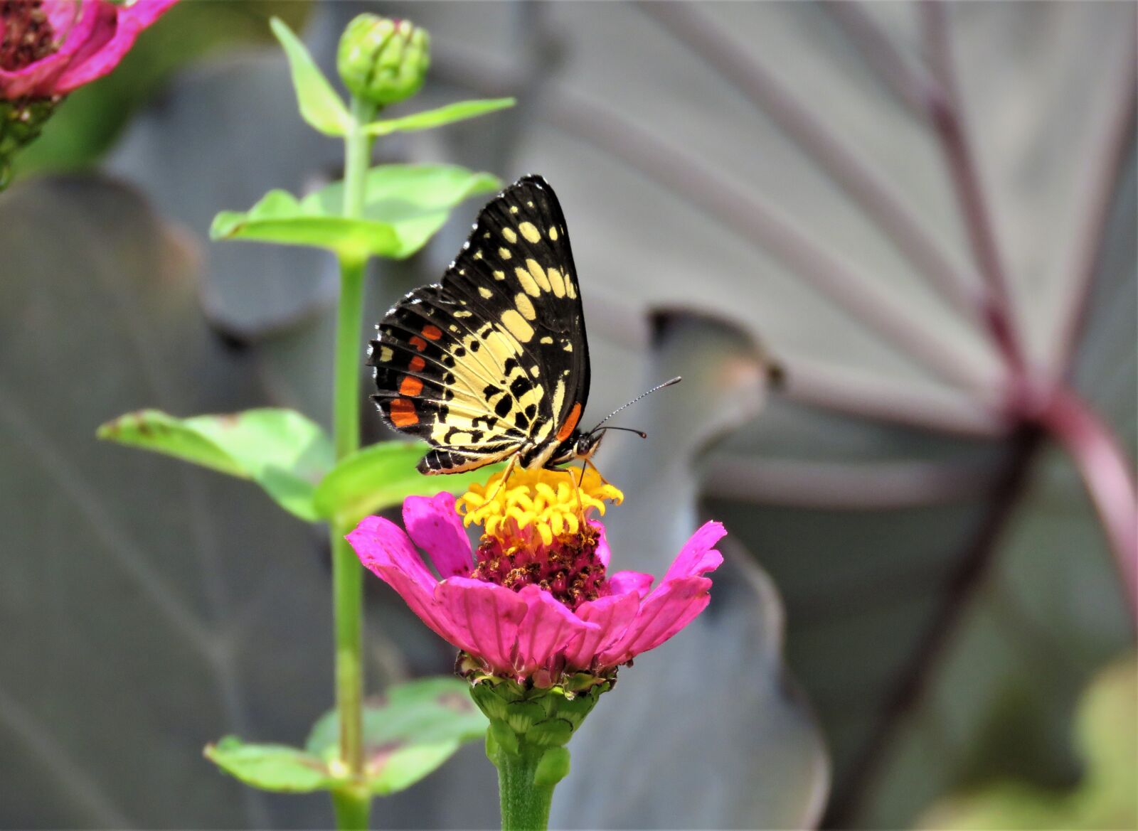 Canon PowerShot SX60 HS sample photo. Butterfly, flower, pink photography