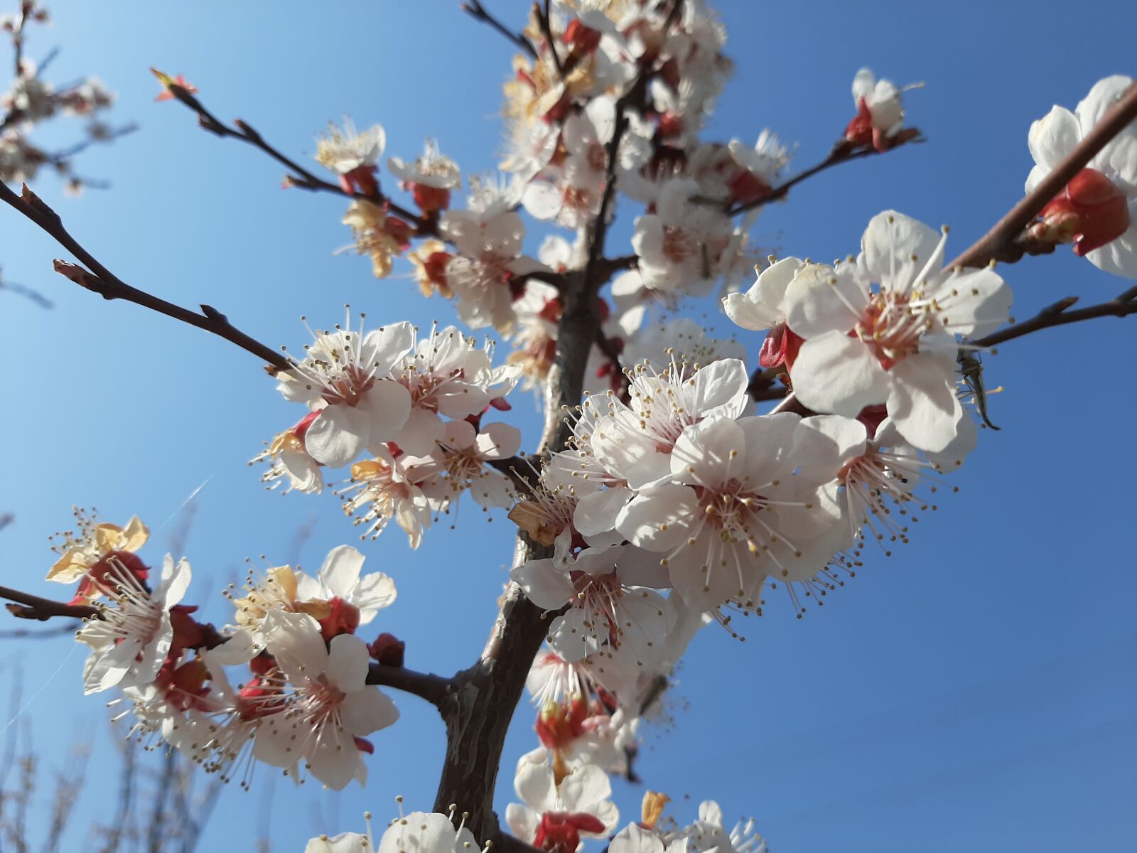 Samsung Galaxy A50 sample photo. Spring, flowers, belove photography
