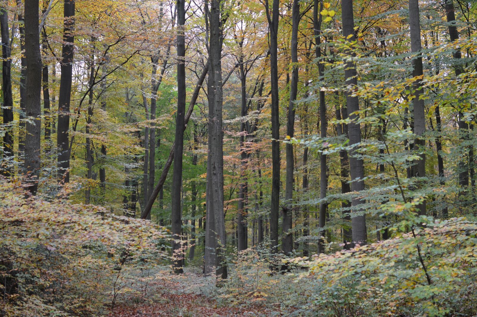 Nikon D3200 sample photo. Wood, nature, tree photography