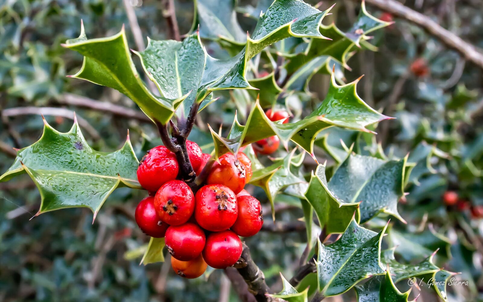Nikon D800 sample photo. Holly, shrub, green photography