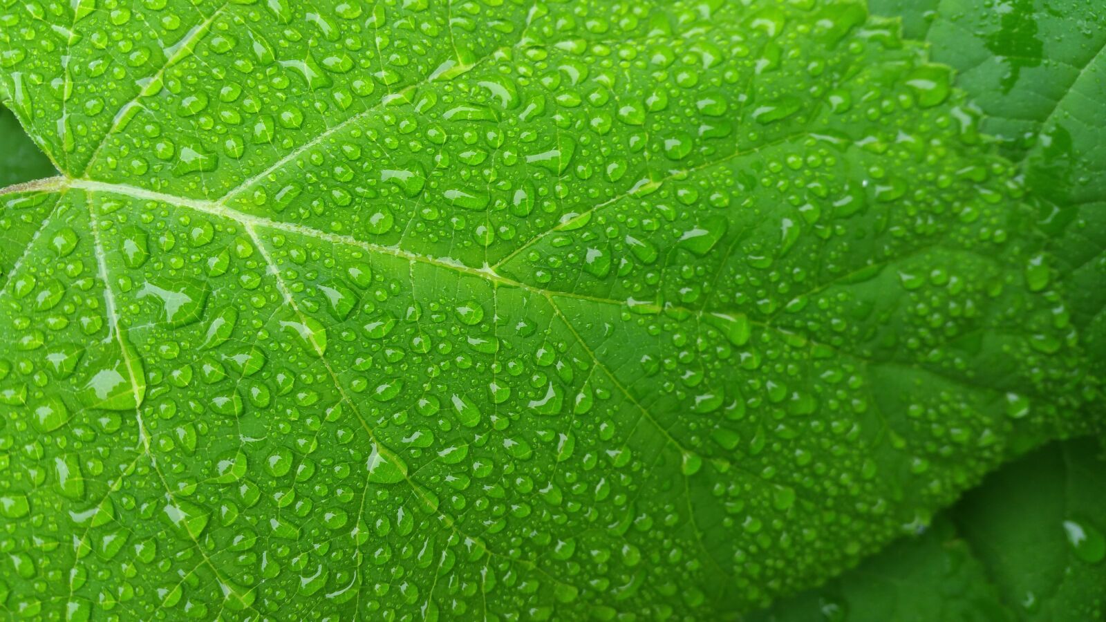 Samsung Galaxy Note4 sample photo. Green leaf, wet leaf photography
