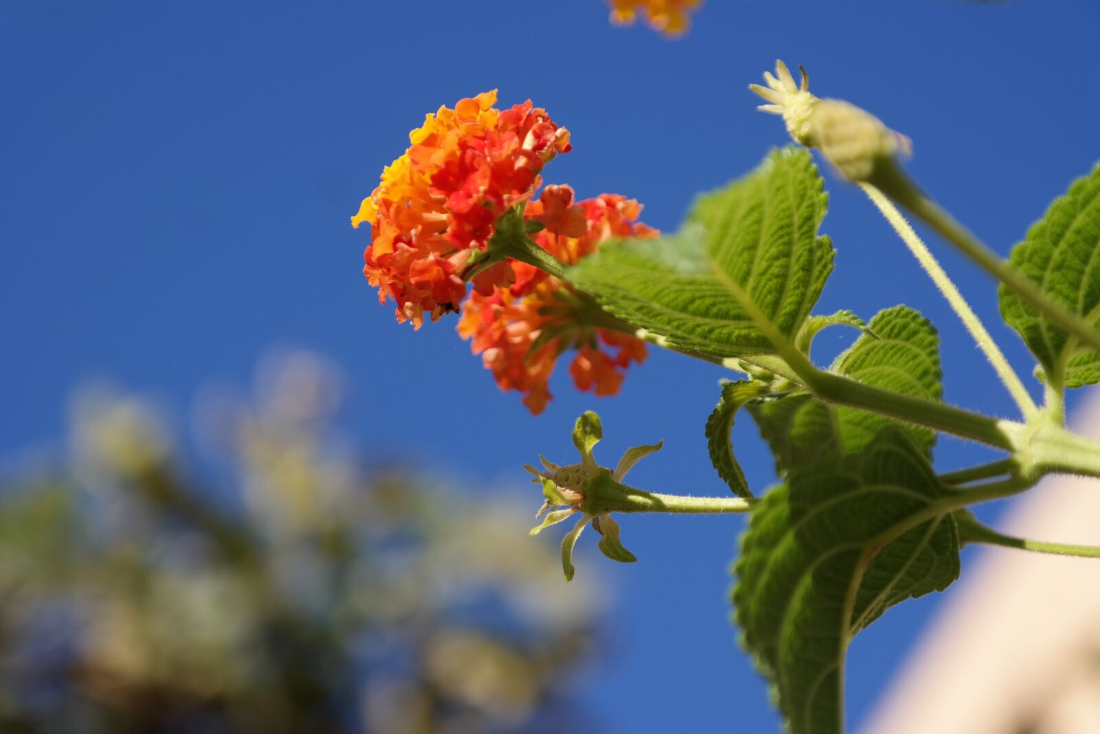 Samsung NX300 sample photo. Flowers, summer, nature photography