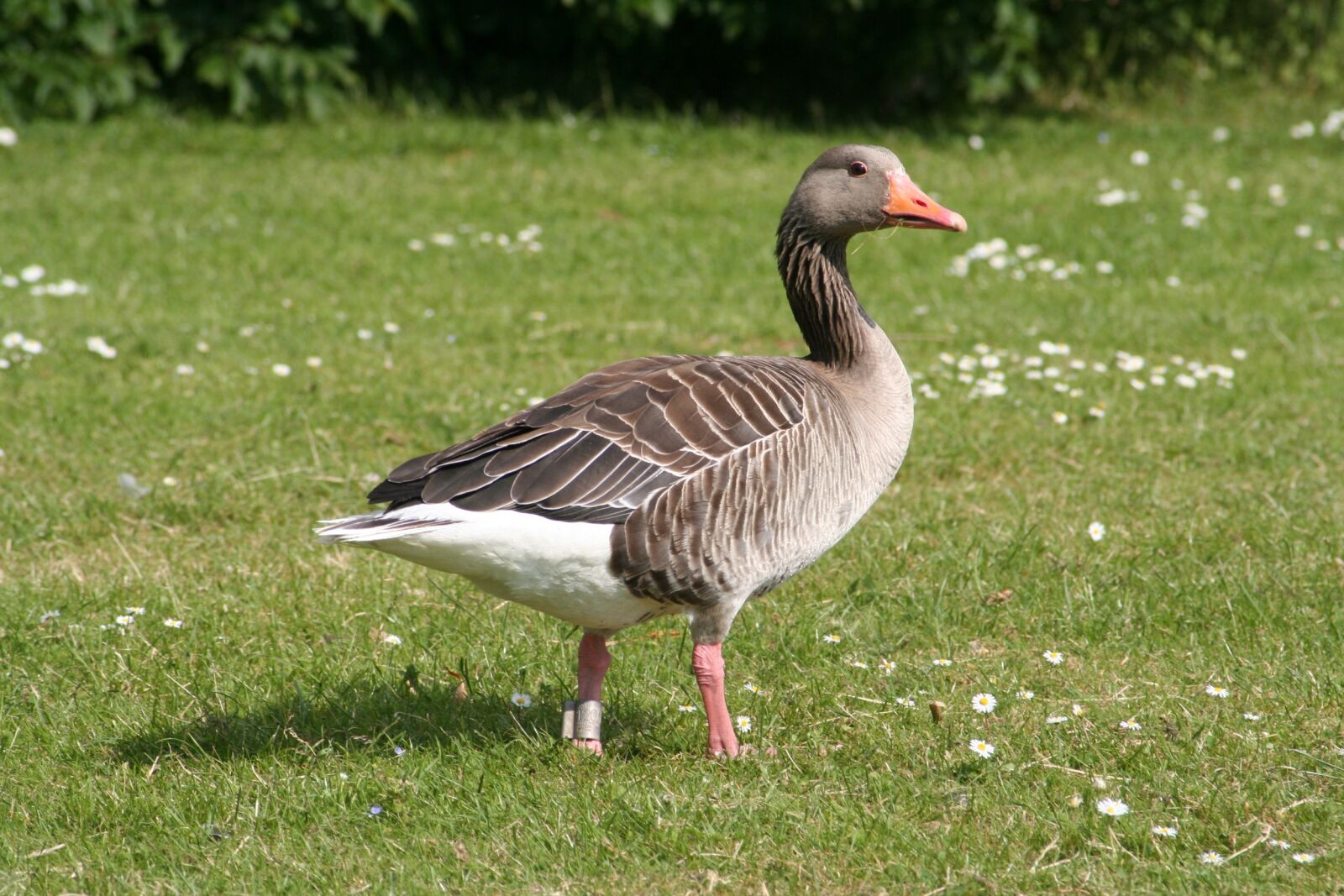 Canon EOS 350D (EOS Digital Rebel XT / EOS Kiss Digital N) sample photo. Goose, expensive, natural photography