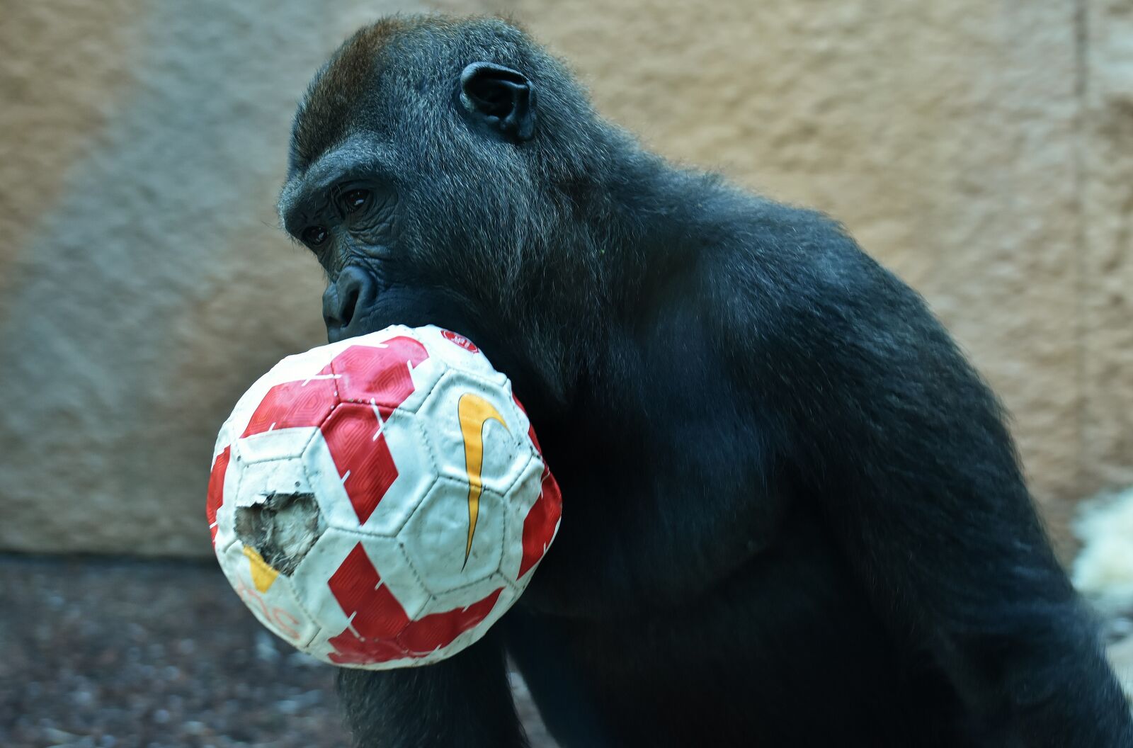 Nikon D7200 sample photo. Gorilla, monkey, play photography