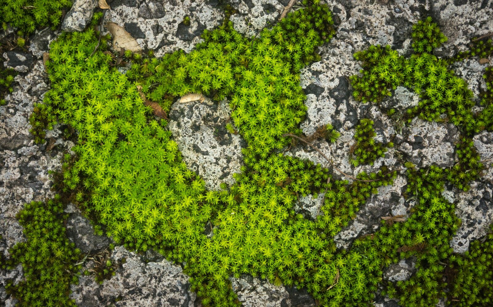 Sony Alpha NEX-5N sample photo. Moss, stone, nature photography