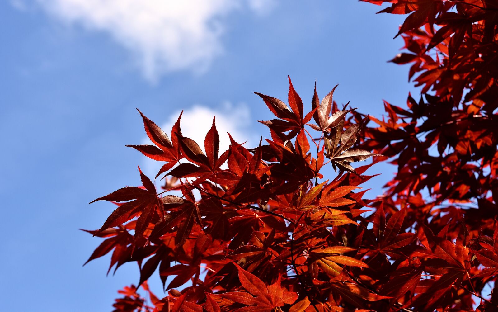 Nikon D7200 sample photo. Japanese red maple, tree photography