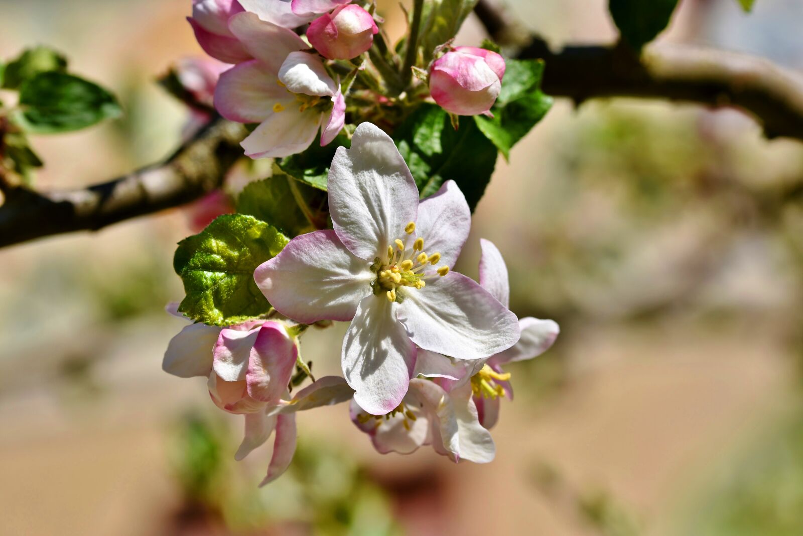 Nikon D7200 sample photo. Apple blossoms, apple tree photography