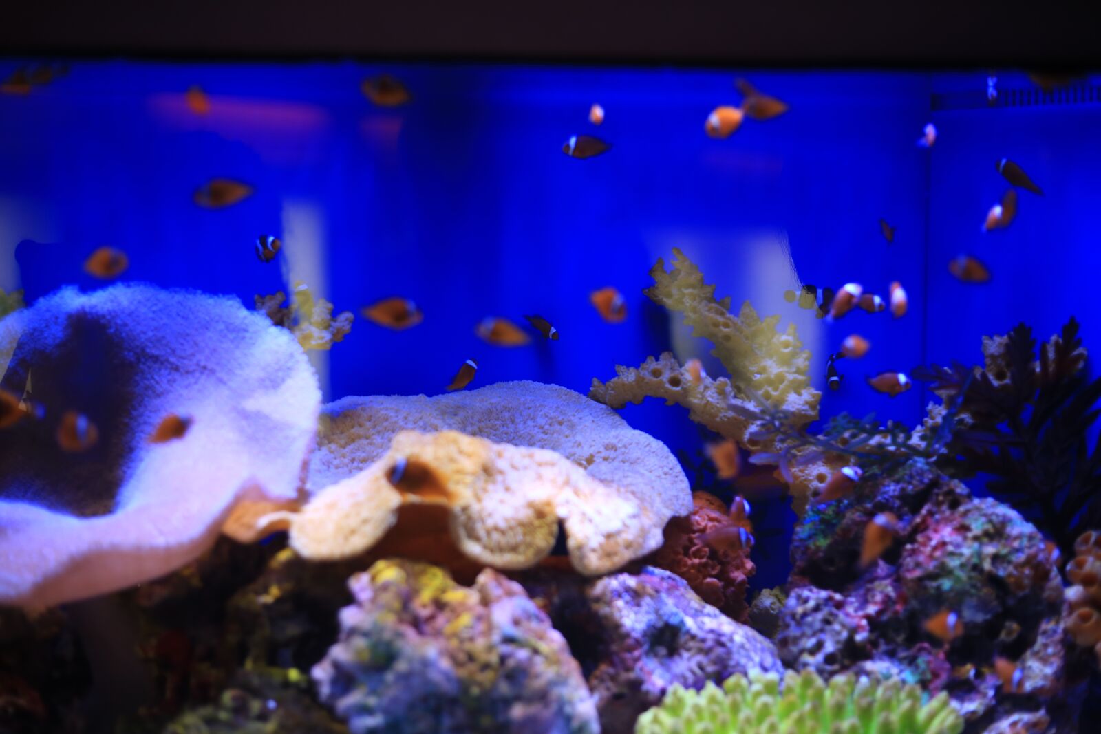 Canon EOS 6D + Canon EF 50mm F1.8 STM sample photo. Marine, biological, blue photography