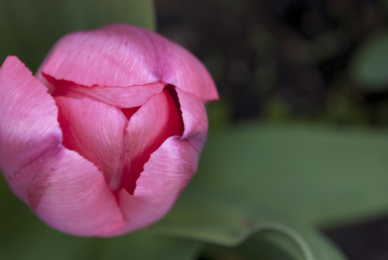 Nikon D60 sample photo. Pink, tulip, floral photography