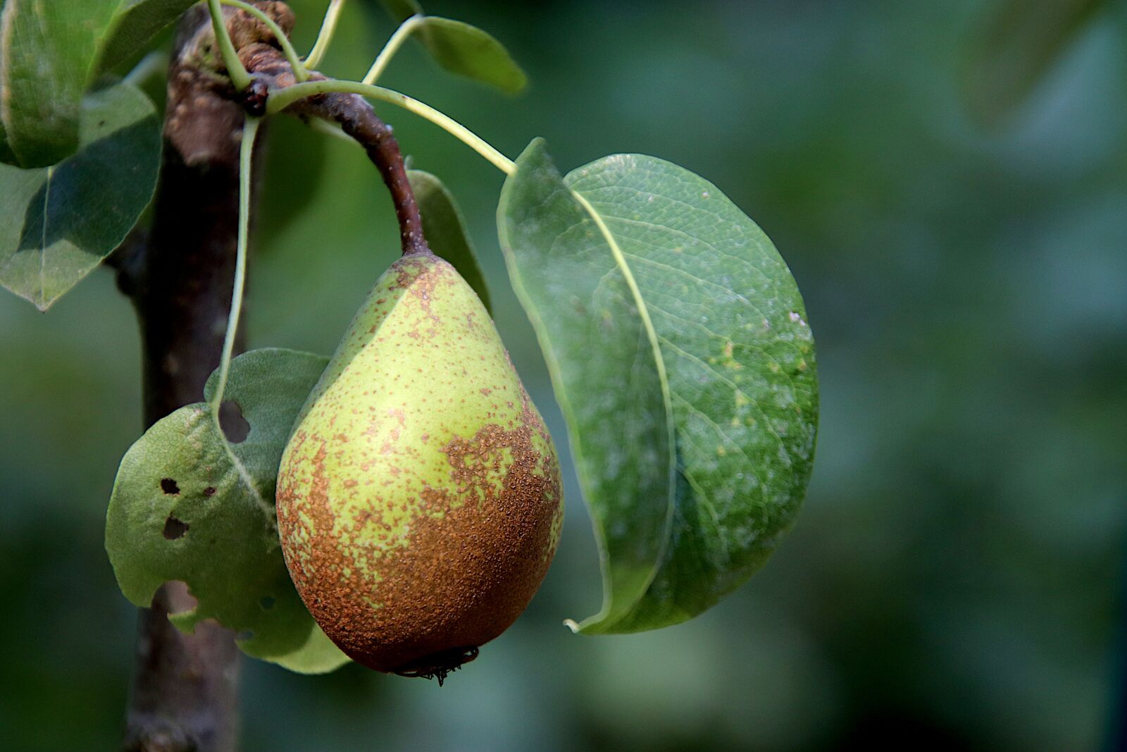 Canon EOS 800D (EOS Rebel T7i / EOS Kiss X9i) sample photo. Pear, poirier, fruit trees photography
