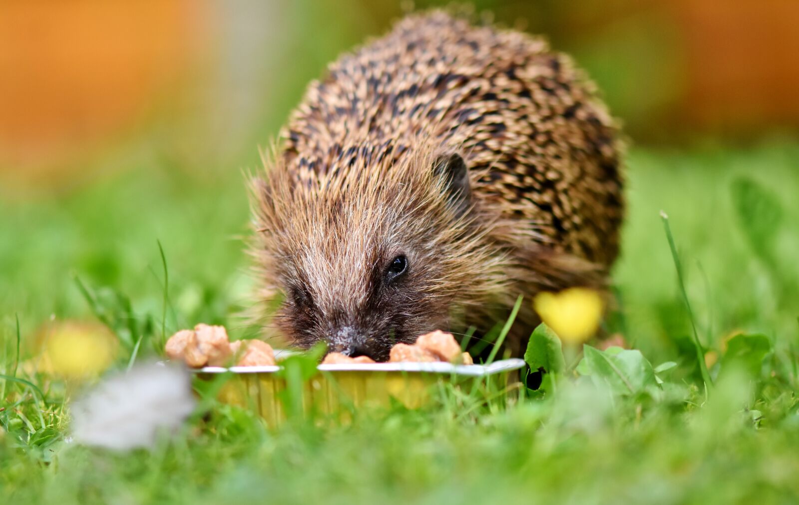 Nikon D7200 sample photo. Hedgehog, spur, hannah photography