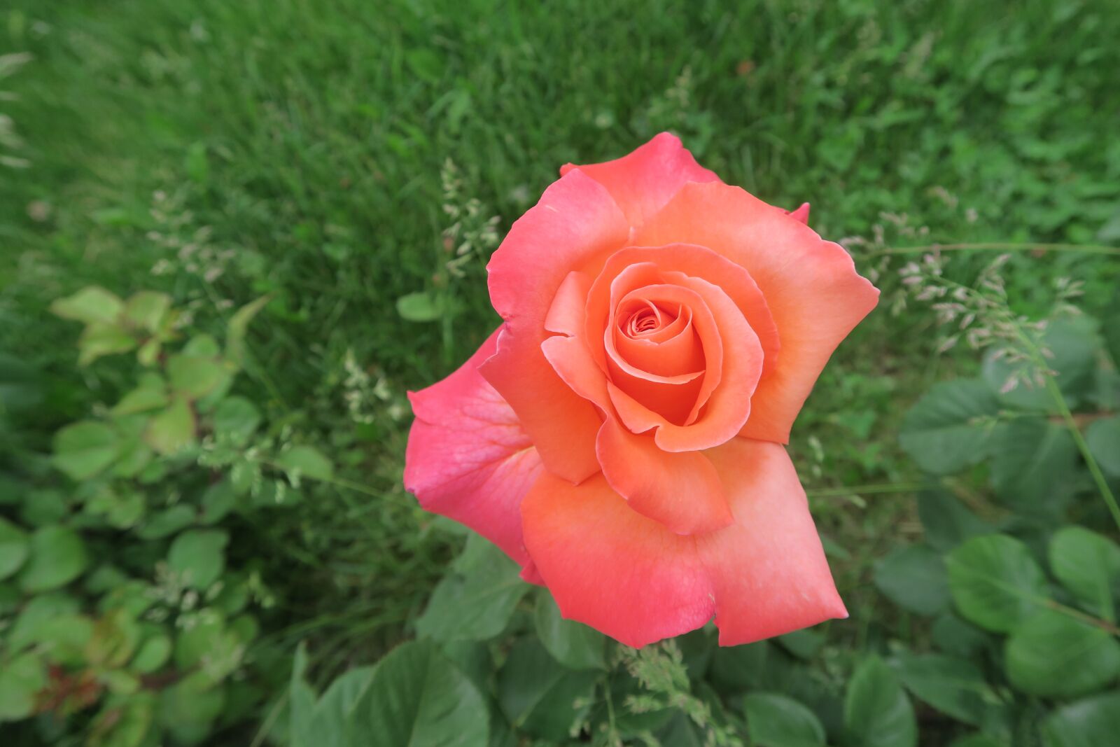 Canon PowerShot G7 X sample photo. Rose, orange roses, flower photography