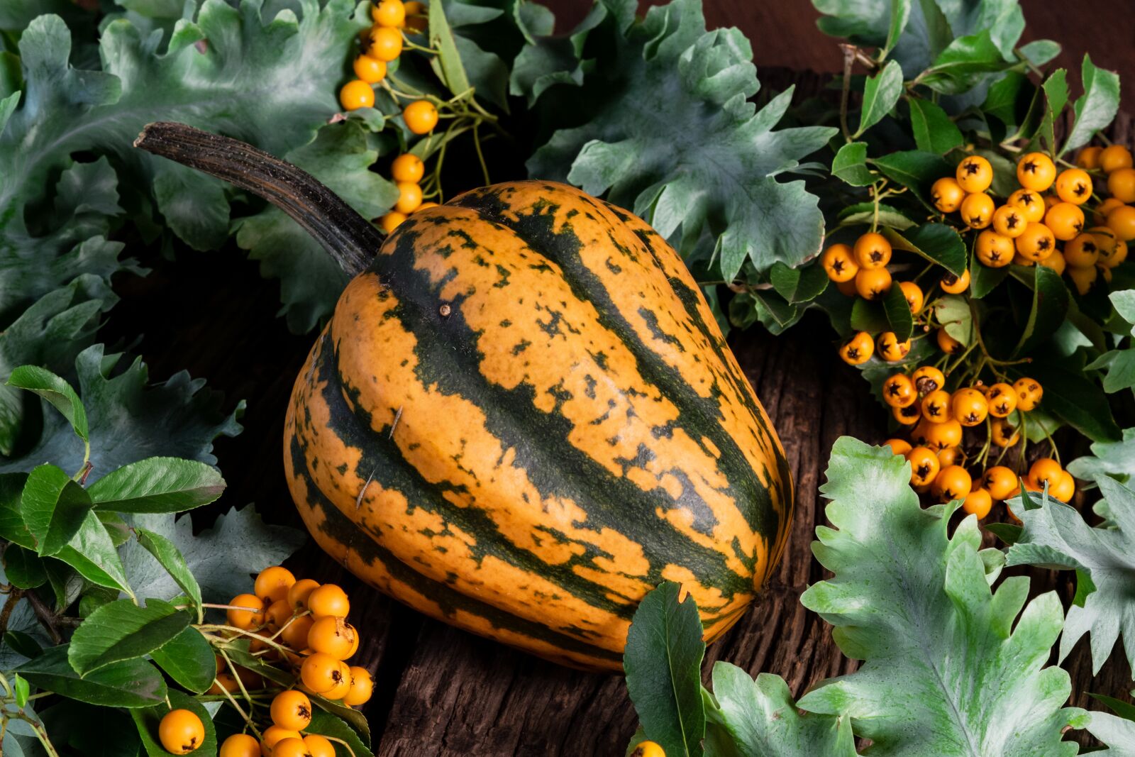 Sony ILCA-77M2 sample photo. Pumpkin, pumpkins, halloween photography