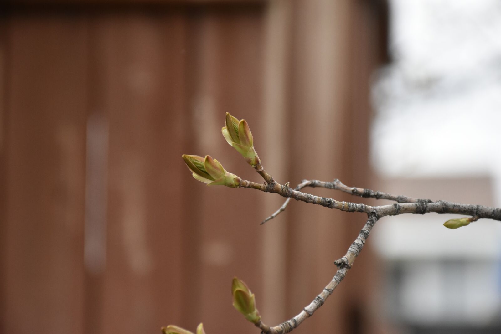 Nikon D7200 sample photo. Maple tree, spring, growth photography