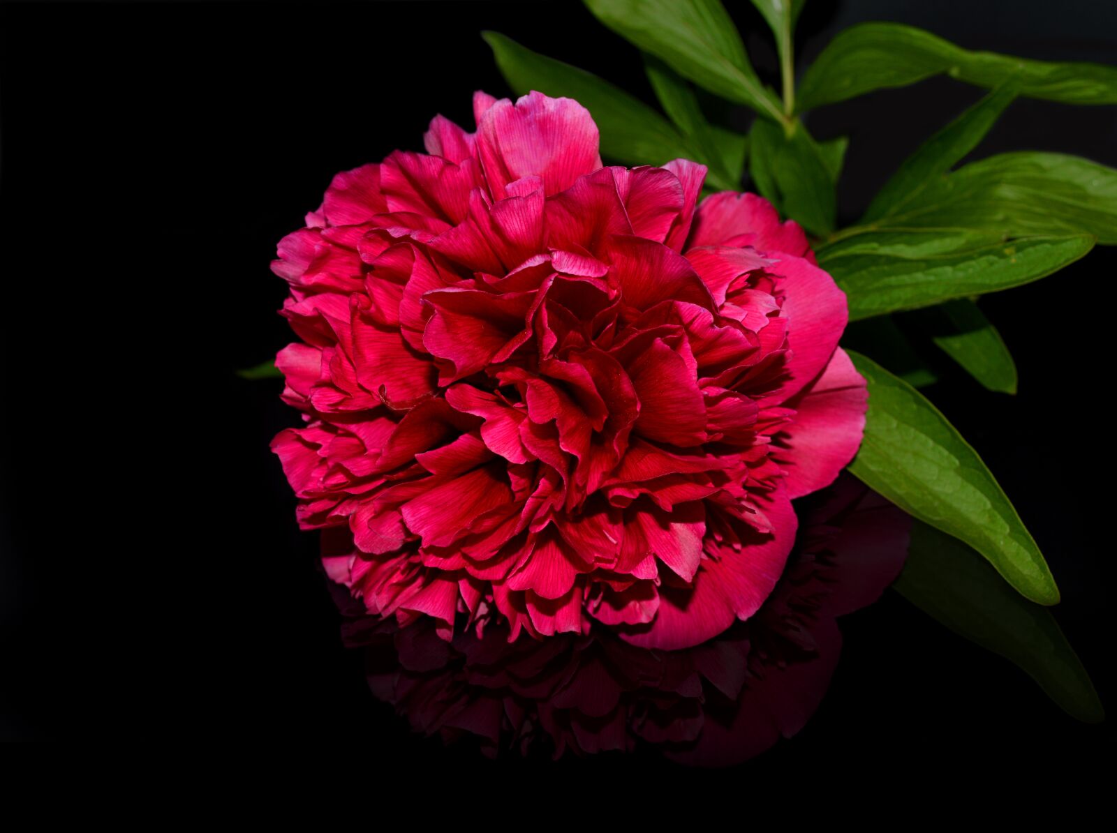Nikon D3200 sample photo. Common peony, peony, red photography