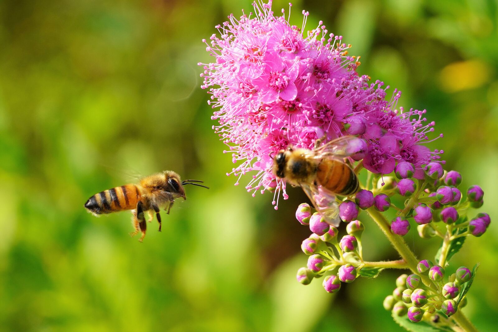 Sony a7R III + Sony FE 90mm F2.8 Macro G OSS sample photo. Bee, violet, flower photography