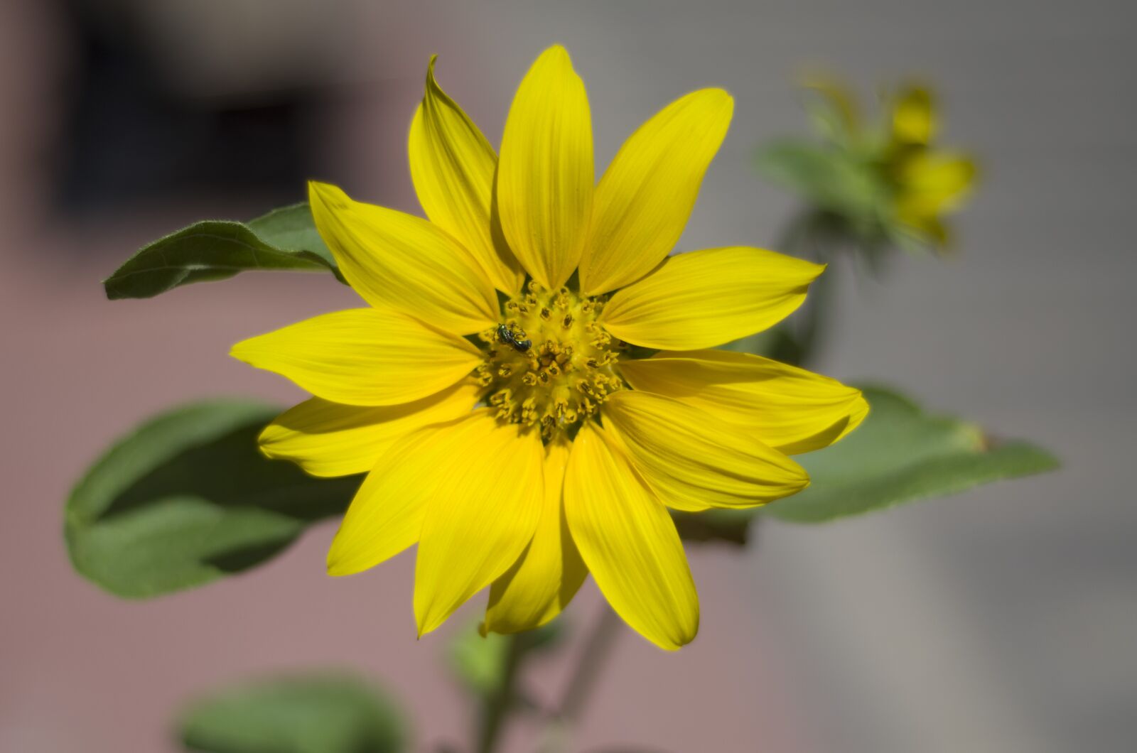 Nikon D7000 sample photo. Flower, yellow, nature photography