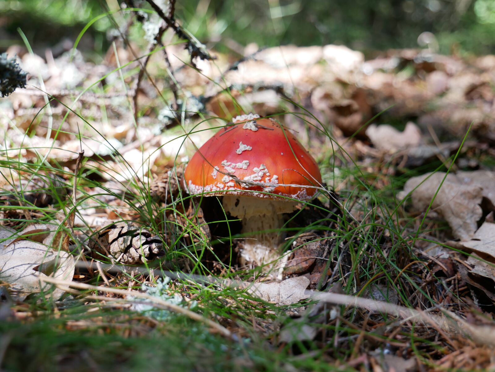 Panasonic Lumix DMC-G85 (Lumix DMC-G80) sample photo. Forest, mushrooms, nature photography