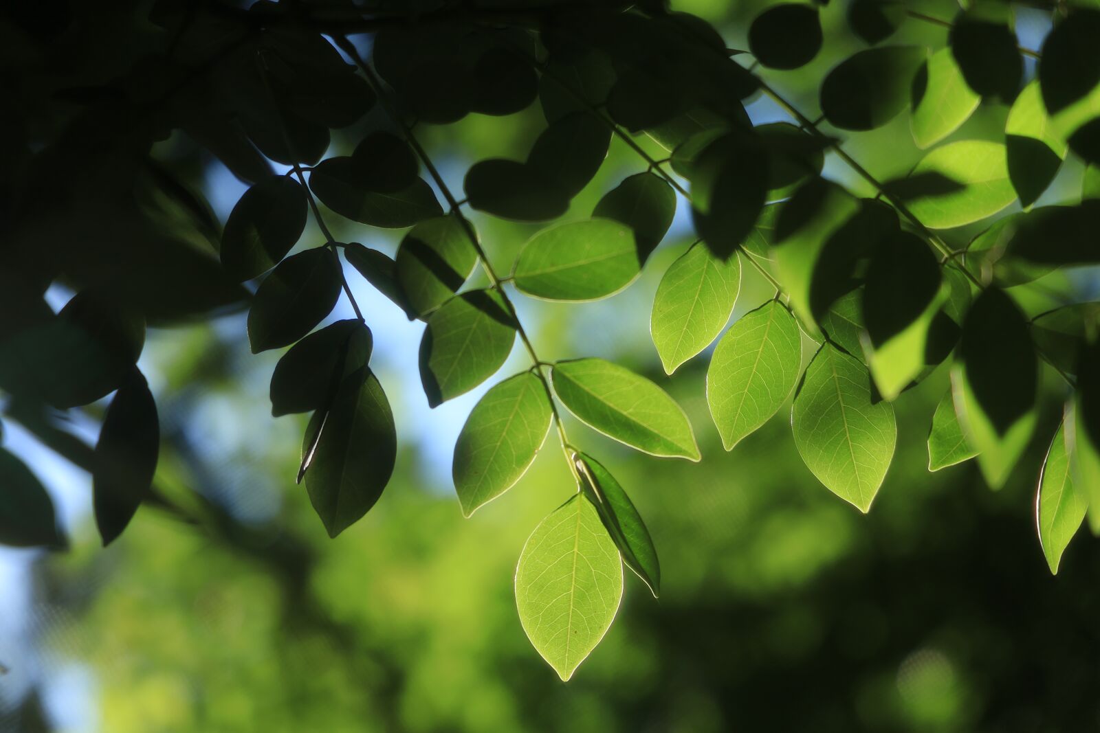 Canon EOS RP sample photo. Leaves, green, sunlight photography