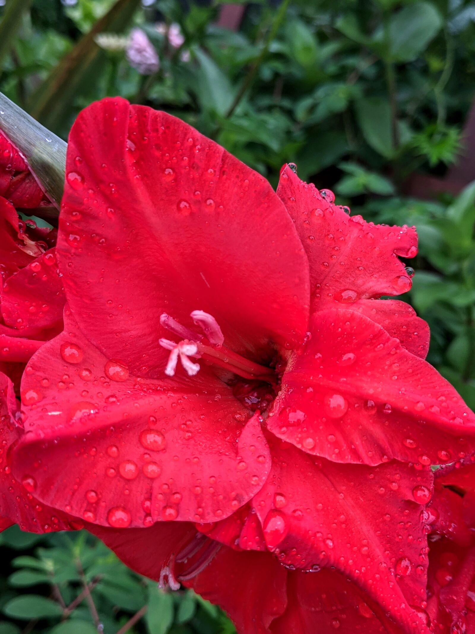 Google Pixel sample photo. Flower, red, droplets photography