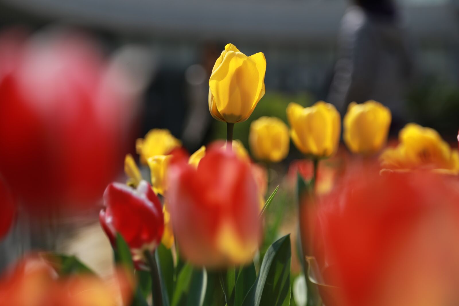 Canon EOS 6D + Canon EF 24-105mm F4L IS USM sample photo. Tulip, flowers, bud photography