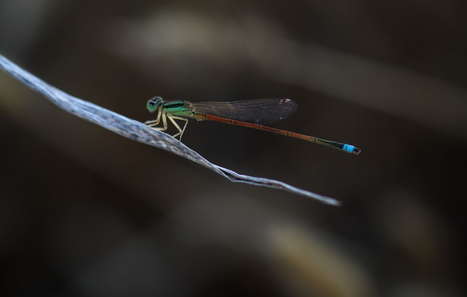 Nikon D3300 sample photo. Damselfly, insect, nature photography