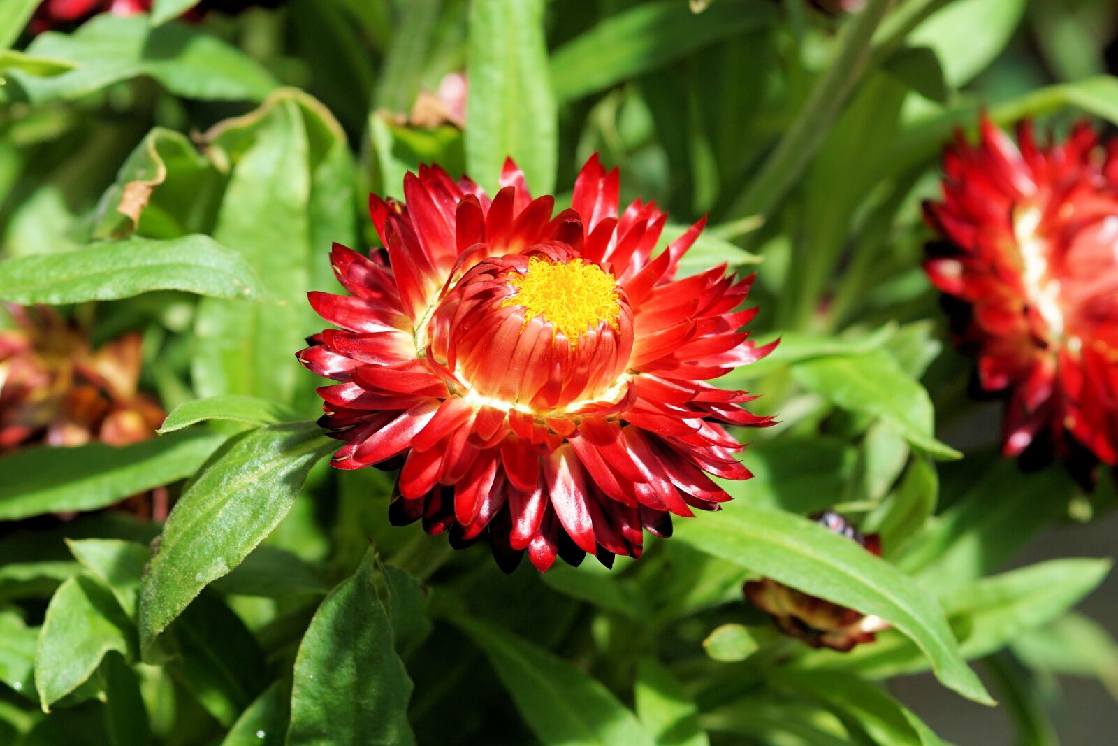 Sony a6000 + E 60mm F2.8 sample photo. Flower, blossom, bloom photography