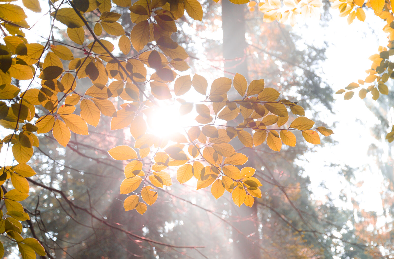 Nikon AF-S Nikkor 24-85mm F3.5-4.5G ED VR sample photo. Beech, bright, burst, flare photography