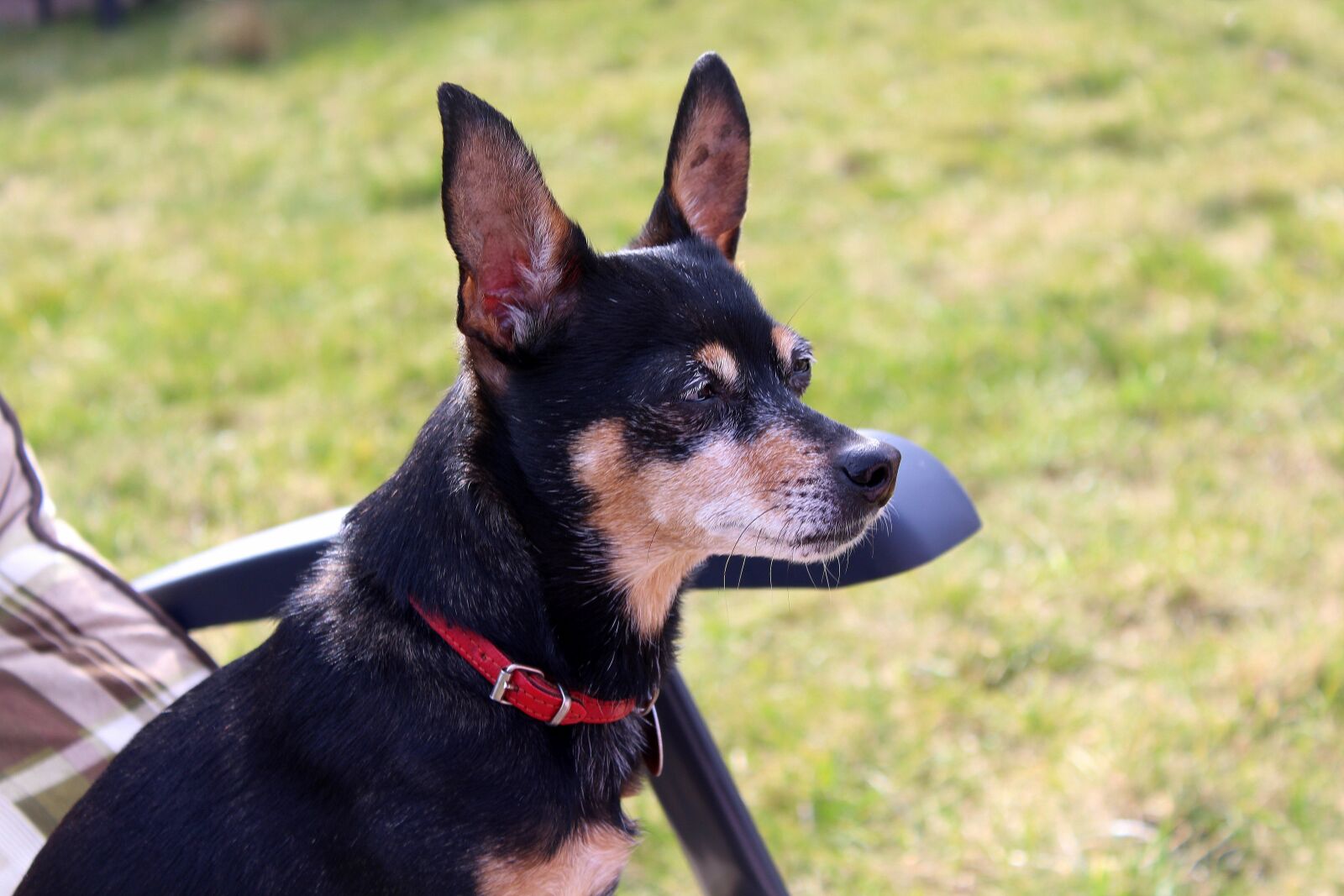 Canon EOS 1200D (EOS Rebel T5 / EOS Kiss X70 / EOS Hi) sample photo. Miniature pinscher, ratlers, dog photography