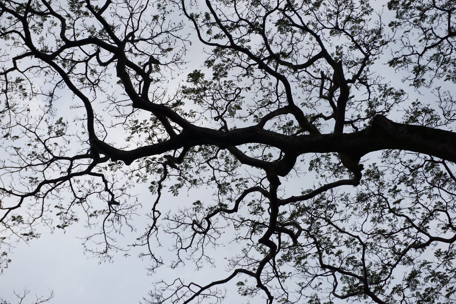 Sony a6000 sample photo. Tree sky, tree sky photography