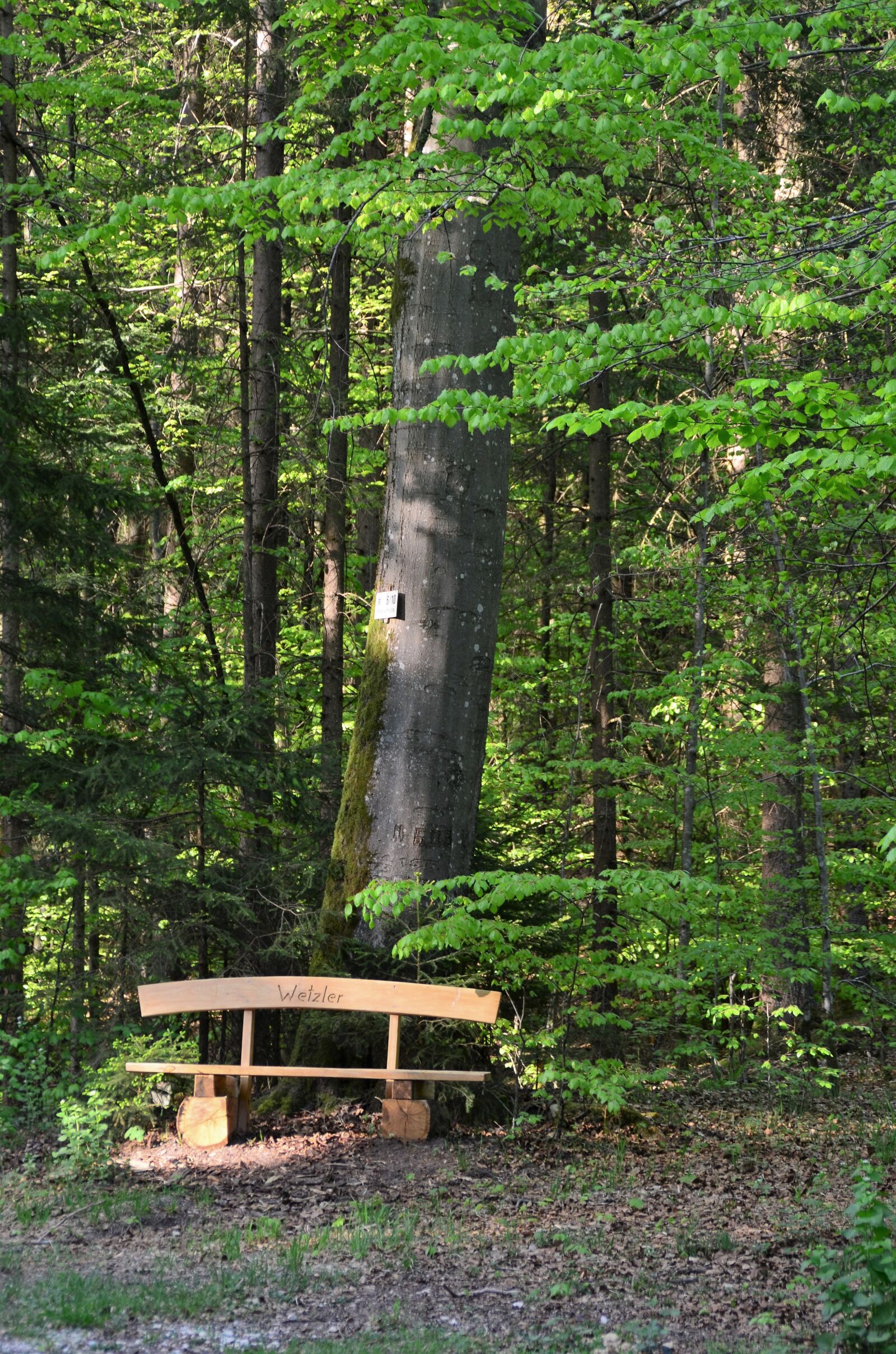 Nikon D7000 sample photo. Forest, wooden bench, recovery photography