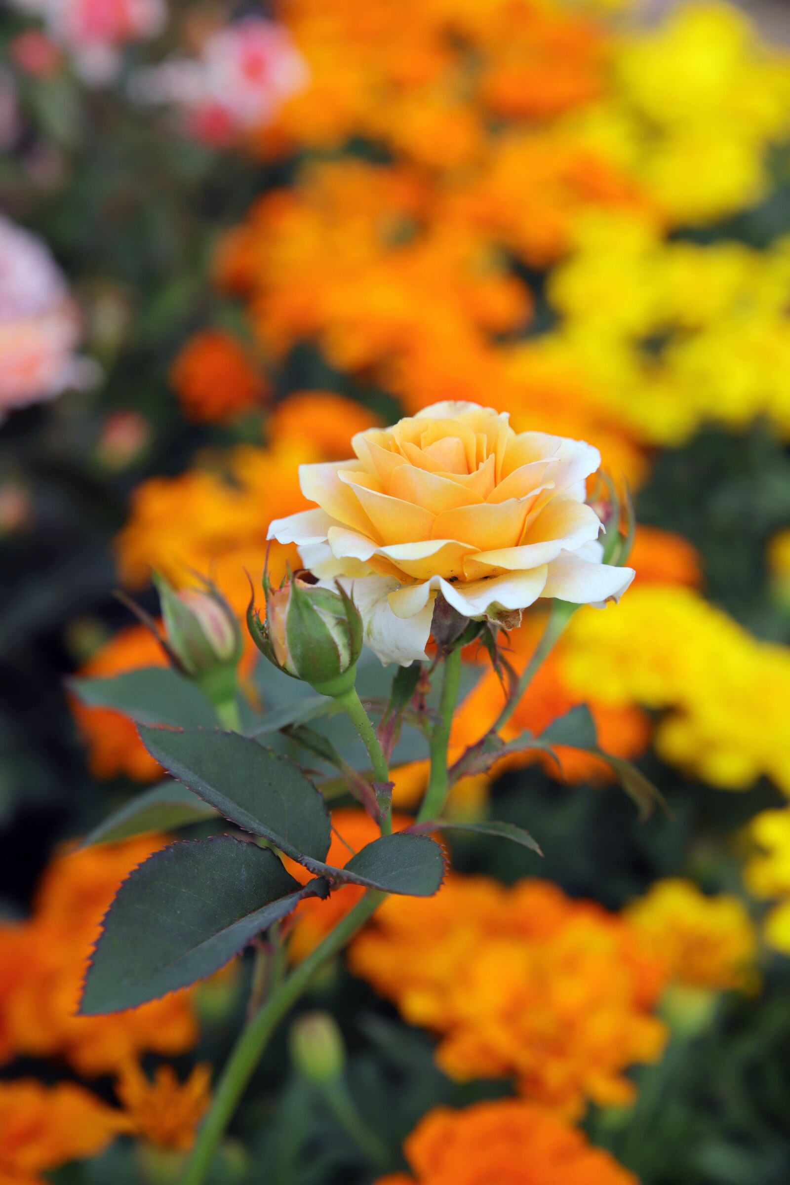 Canon EOS 6D Mark II sample photo. Rose, petal, flowers photography