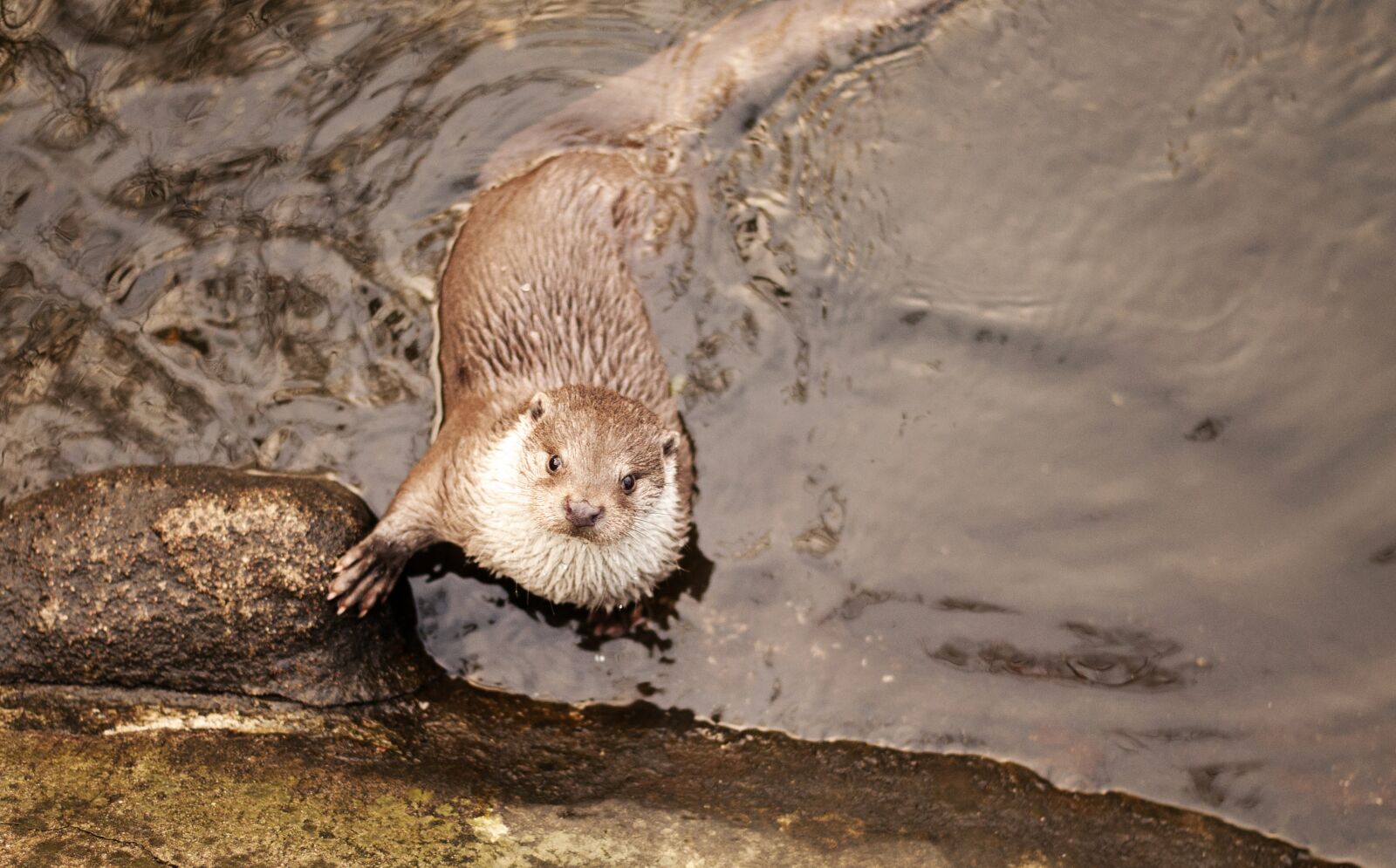 Nikon D5000 sample photo. Otter, animal, cute photography
