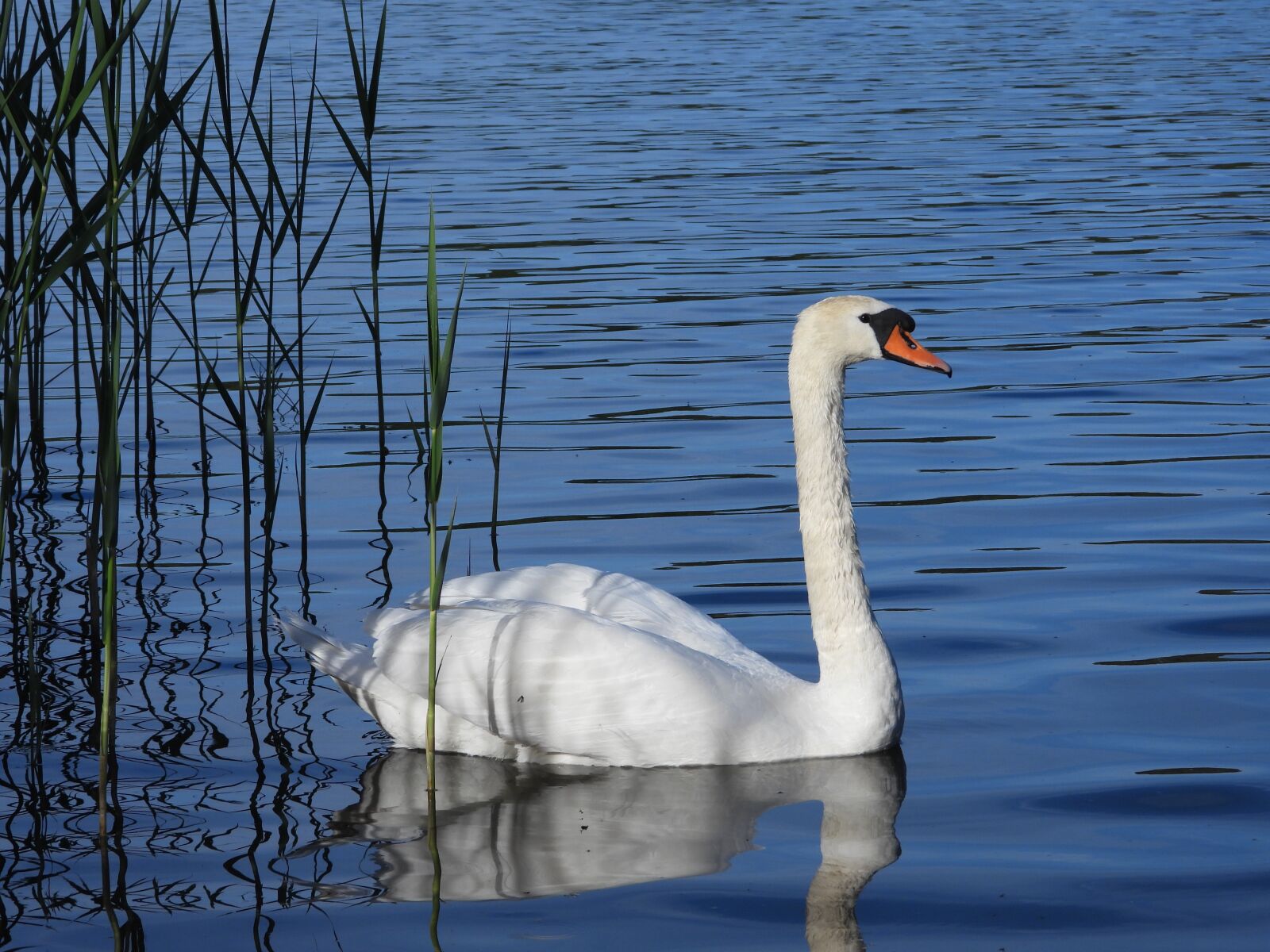 Nikon Coolpix P1000 sample photo. Swan, lake, spring photography