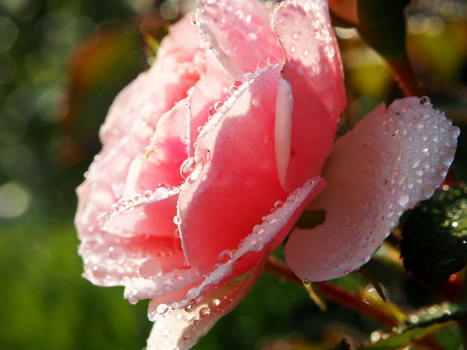 Olympus OM-D E-M10 sample photo. Rose, rose flower, blossom photography
