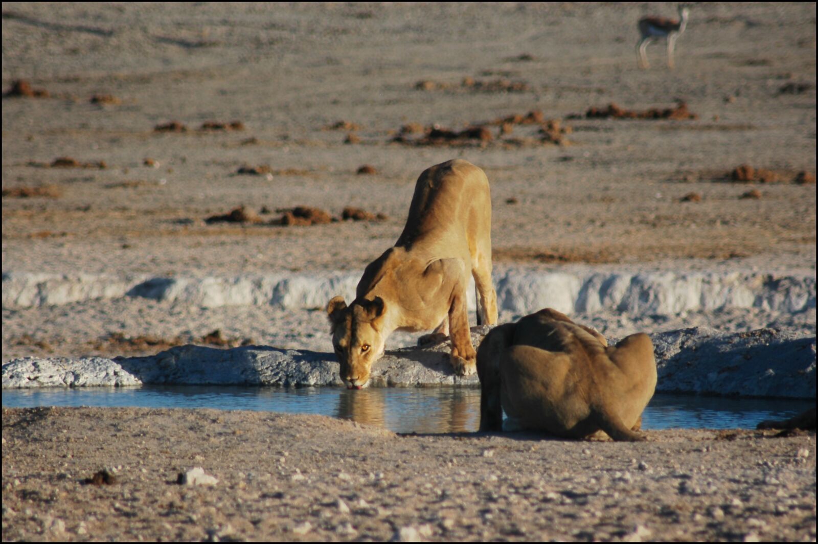 Nikon D100 sample photo. Lioness, waterhole, lion photography