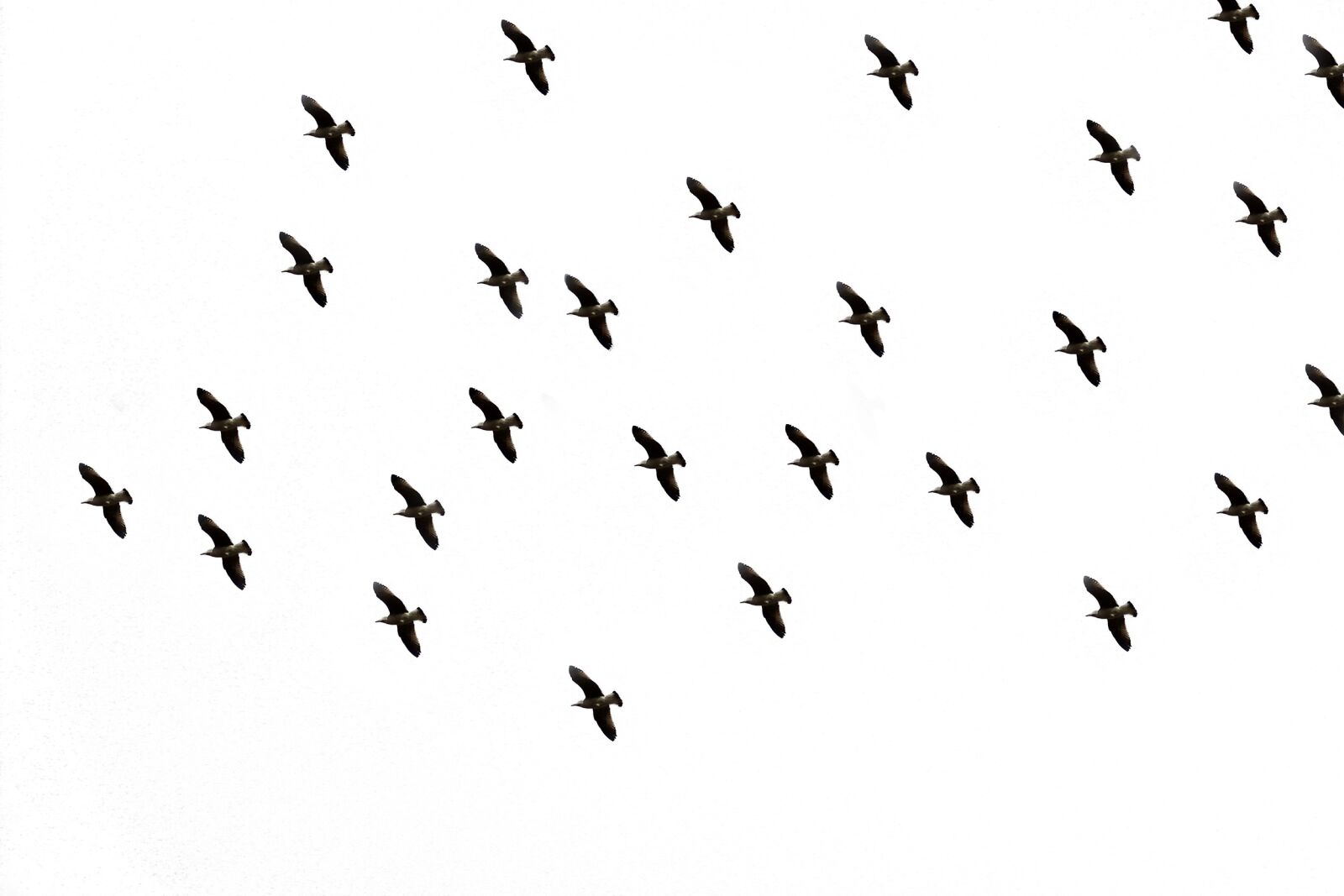 Canon EOS 600D (Rebel EOS T3i / EOS Kiss X5) sample photo. Bird, sky, flight photography