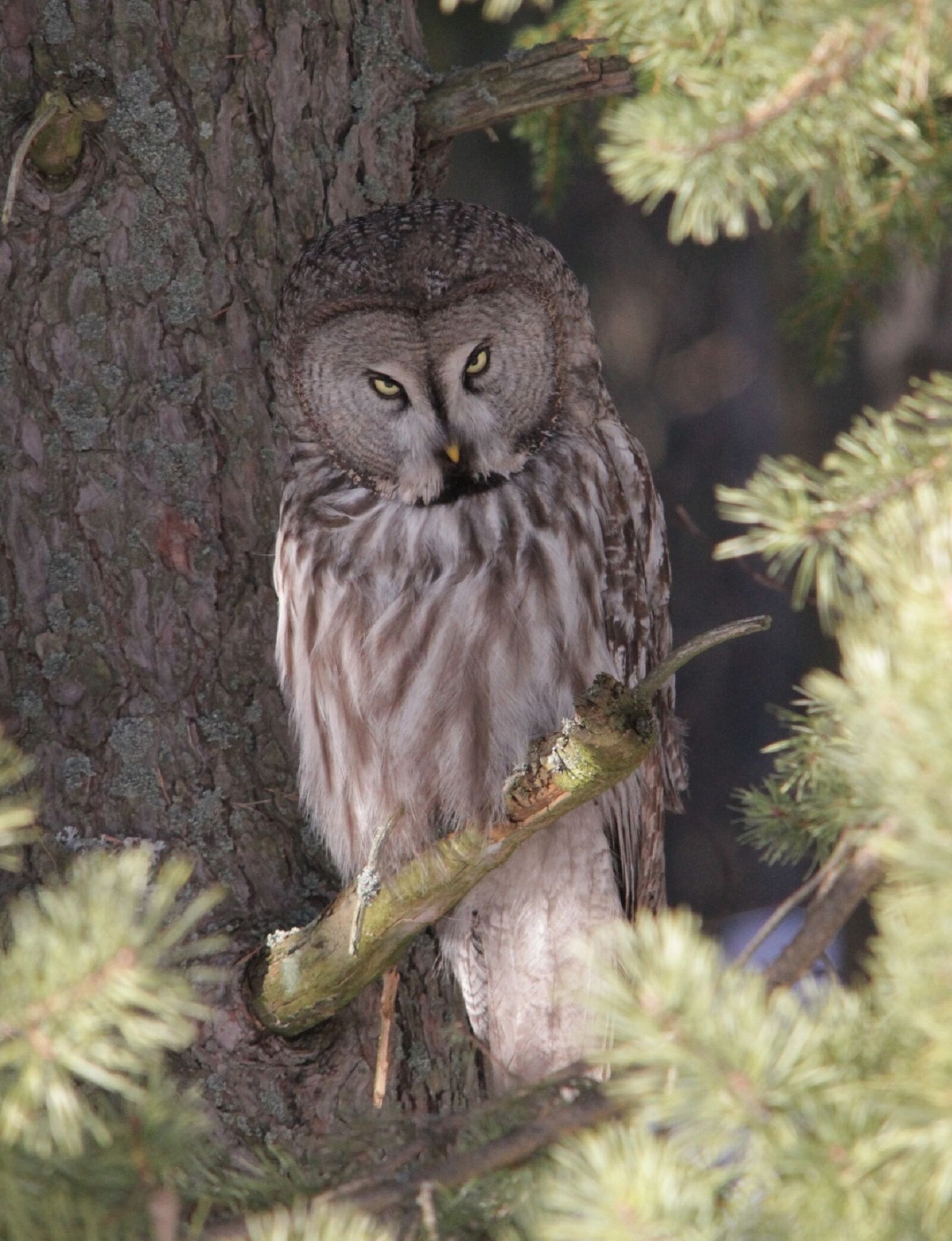 Canon EOS 7D sample photo. Great grey owl, bird photography