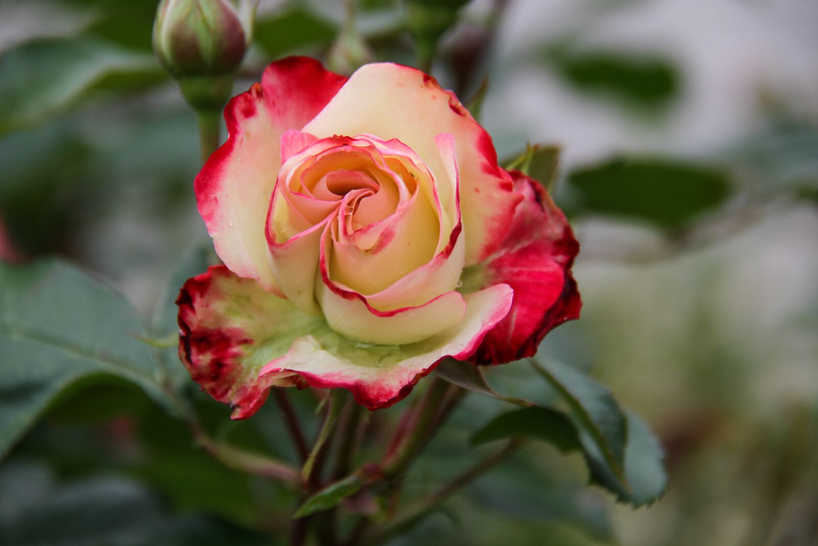 Canon EOS 7D sample photo. Pink, flower, garden photography