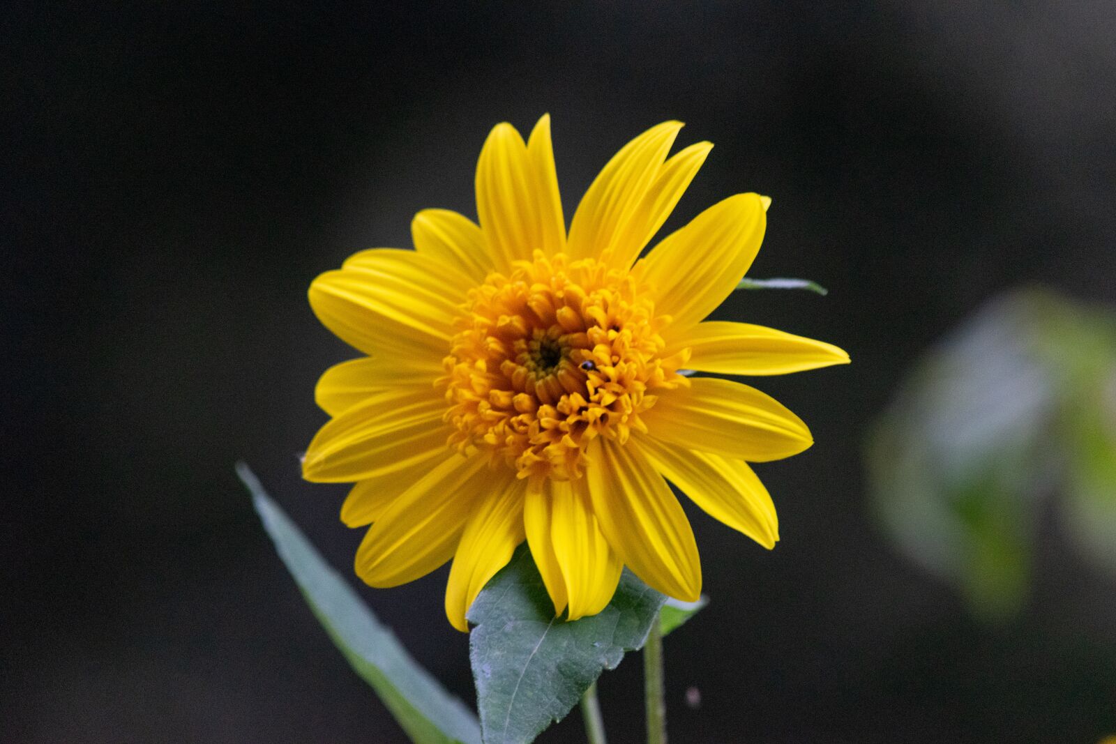 Nikon D3300 sample photo. Flower, nice, blooms at photography