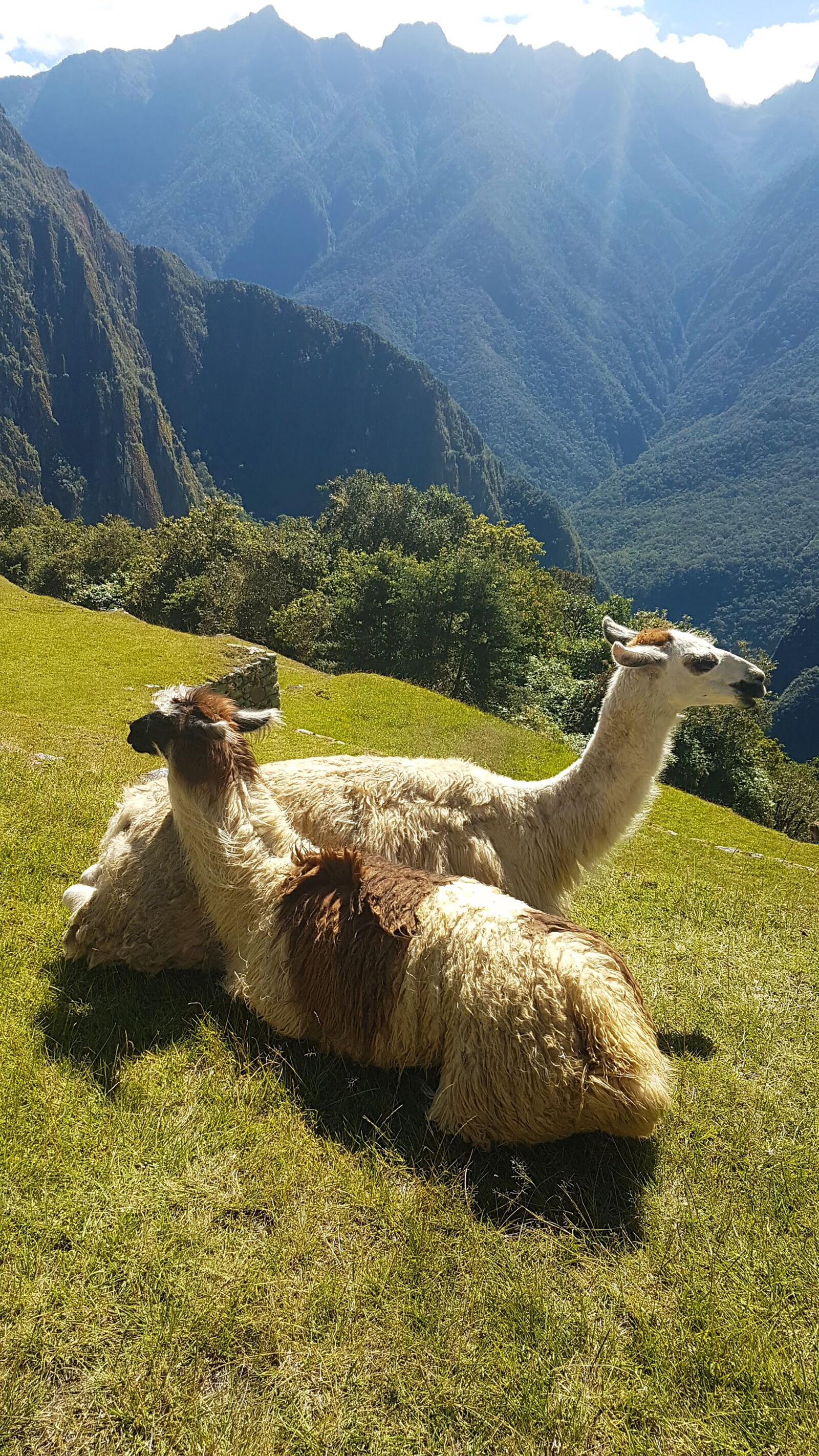 Samsung Galaxy S7 Edge sample photo. Lama, machu picchu, landscape photography