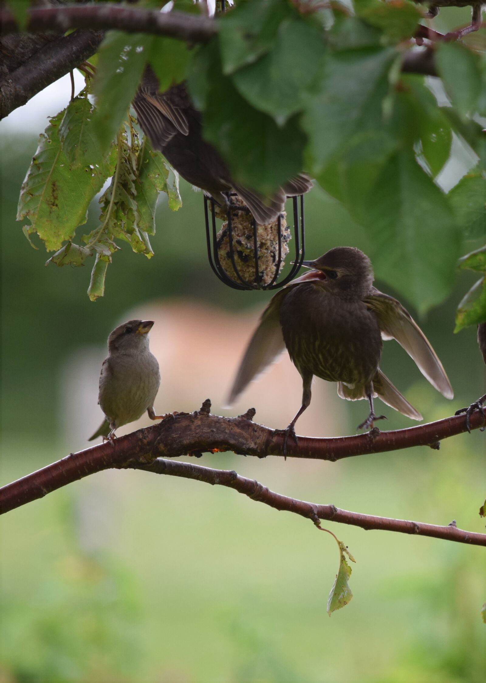 Nikon D5300 sample photo. Birds, feeding, star photography