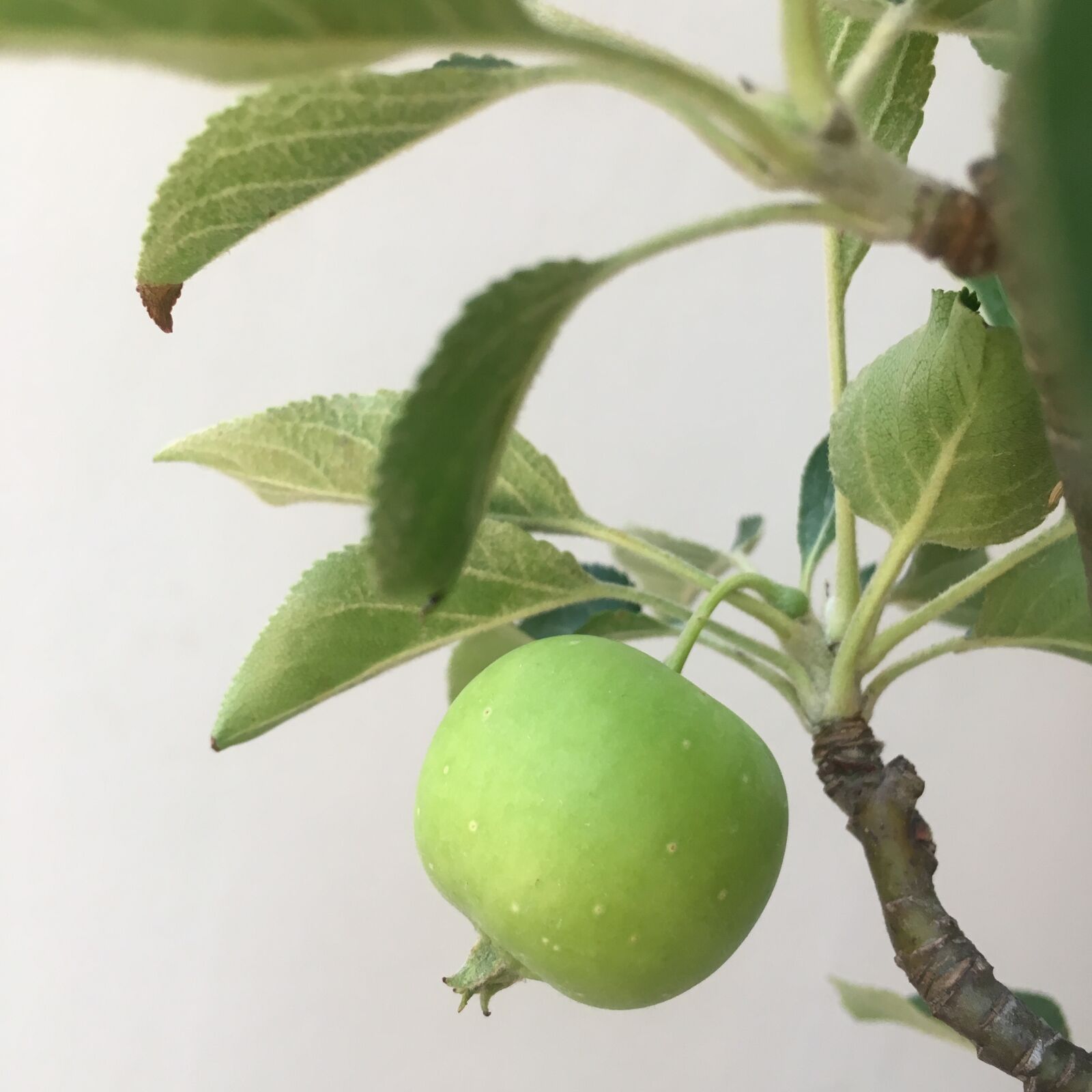 Apple iPhone 6s sample photo. Plants, abstract, nature photography