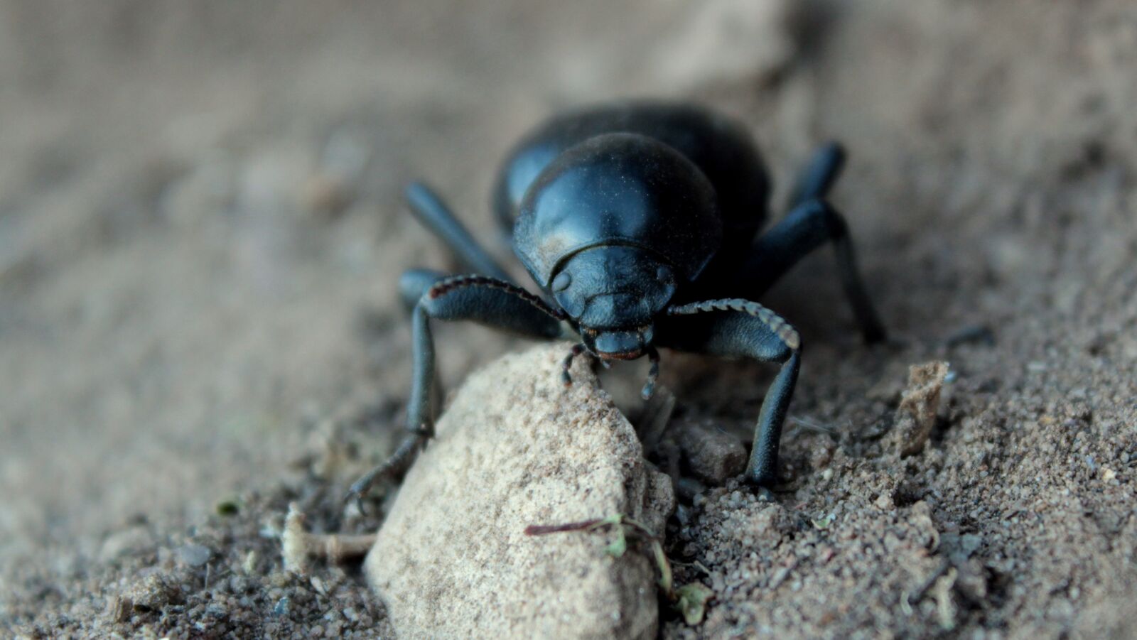 Canon EOS 600D (Rebel EOS T3i / EOS Kiss X5) sample photo. Beetle, bug, close up photography