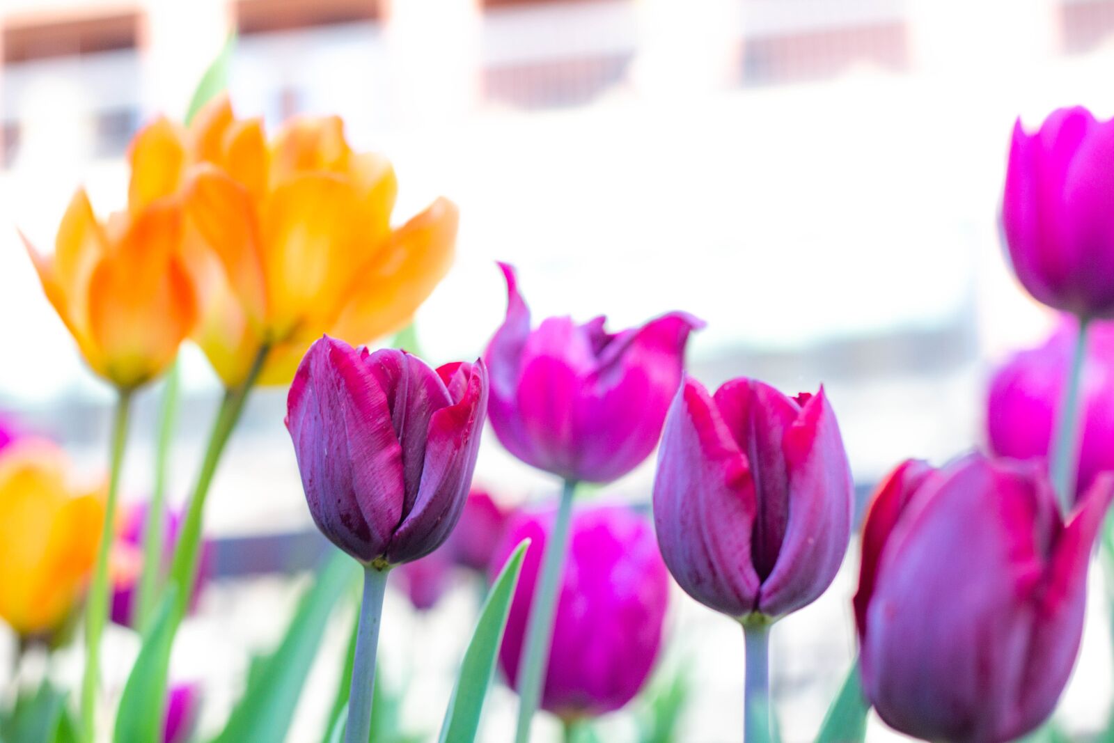 Canon EOS 60D + Canon EF 50mm F1.8 II sample photo. Tulip, nature, easter photography