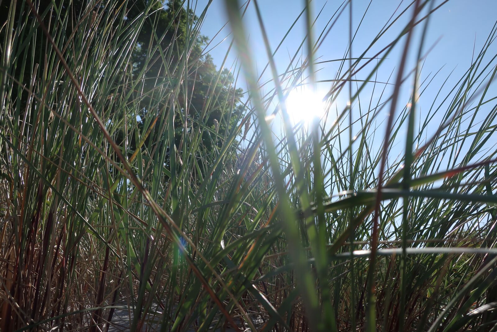 Canon PowerShot G9 X Mark II sample photo. Baltic sea, sun, grass photography