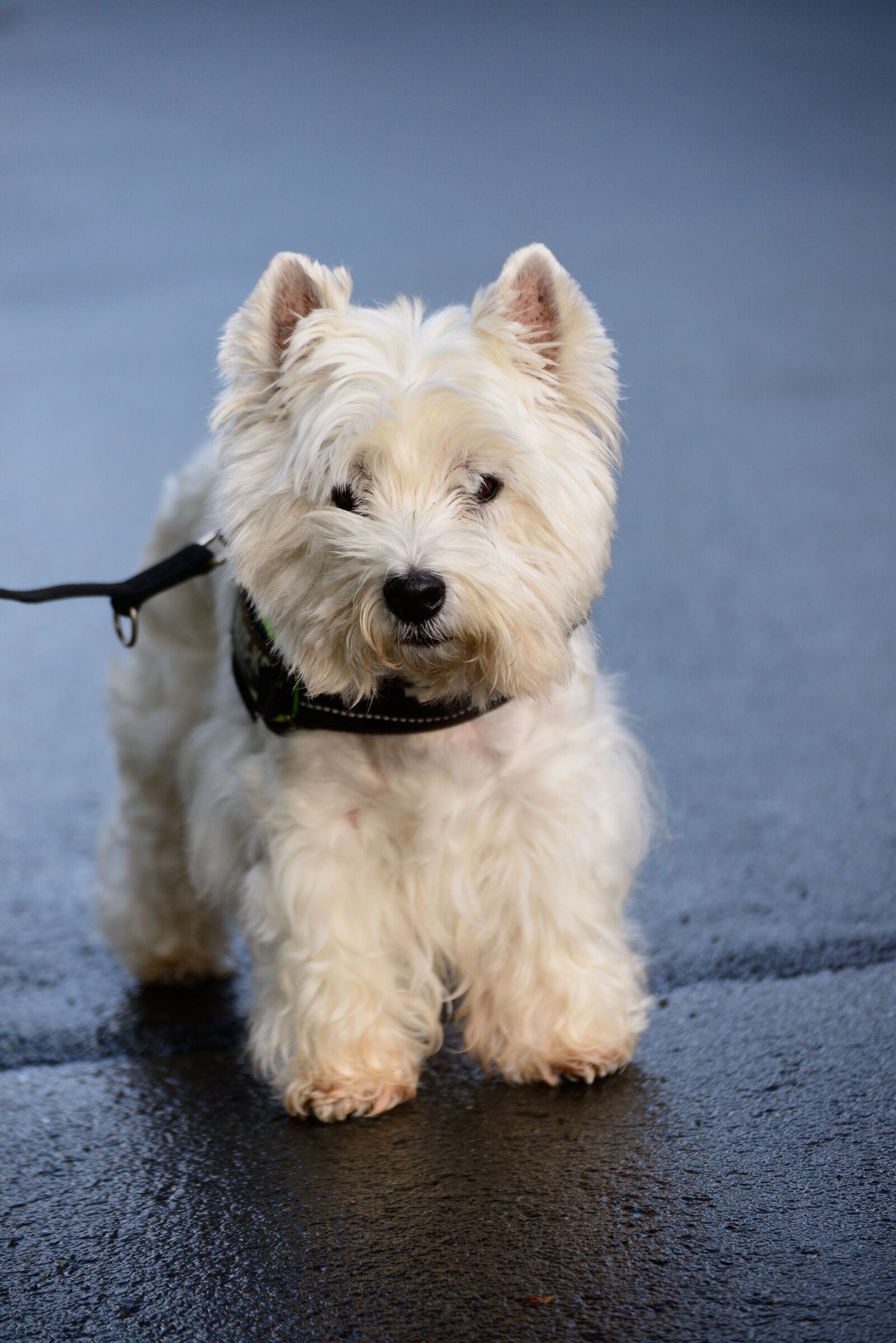 Nikon D610 sample photo. Terrier, west highland terrier photography