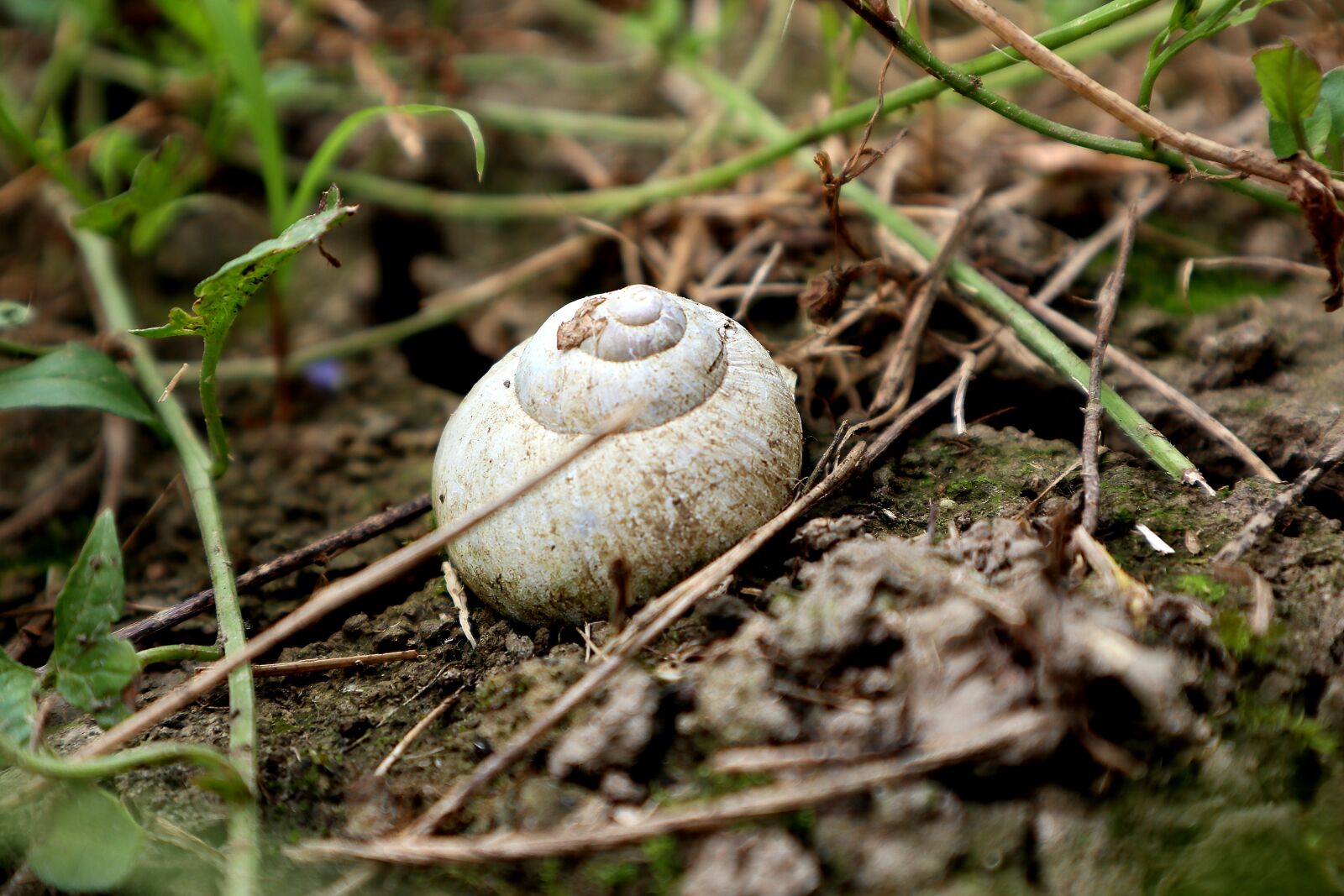 Canon EOS M100 + Canon EF-M 15-45mm F3.5-6.3 IS STM sample photo. Snail, garden, shell photography