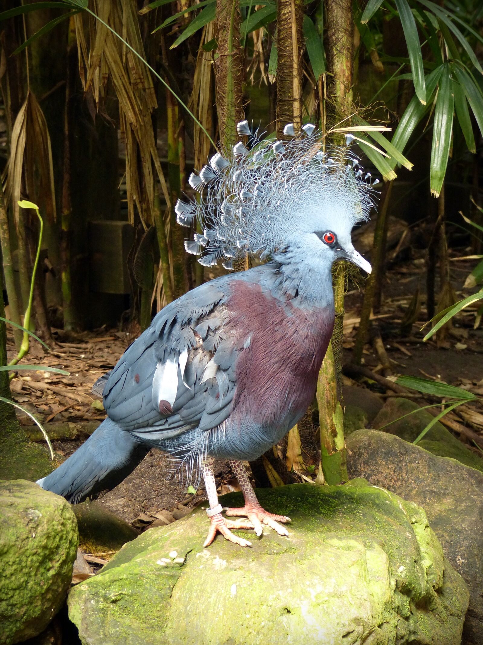 Panasonic Lumix DMC-FZ200 sample photo. Blue crown pigeon, dove photography